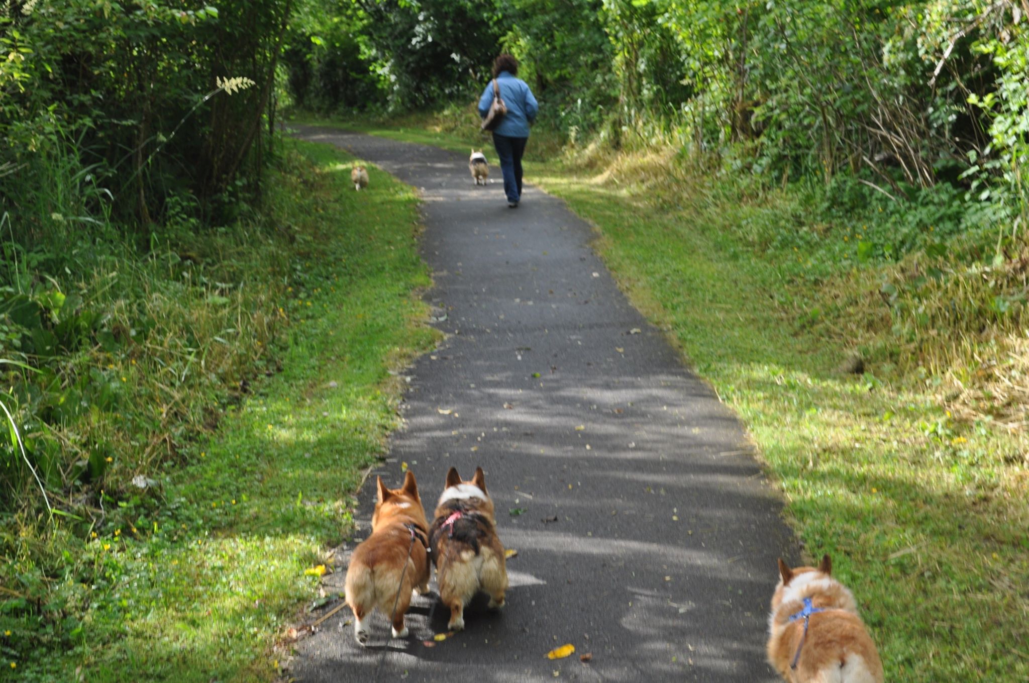 Montesano's Ruthless Reign: Tenino's Repeated Humiliation
