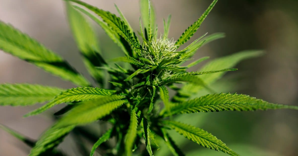 Trump Reclassifies Cannabis: The Real Reason Behind Schedule 3