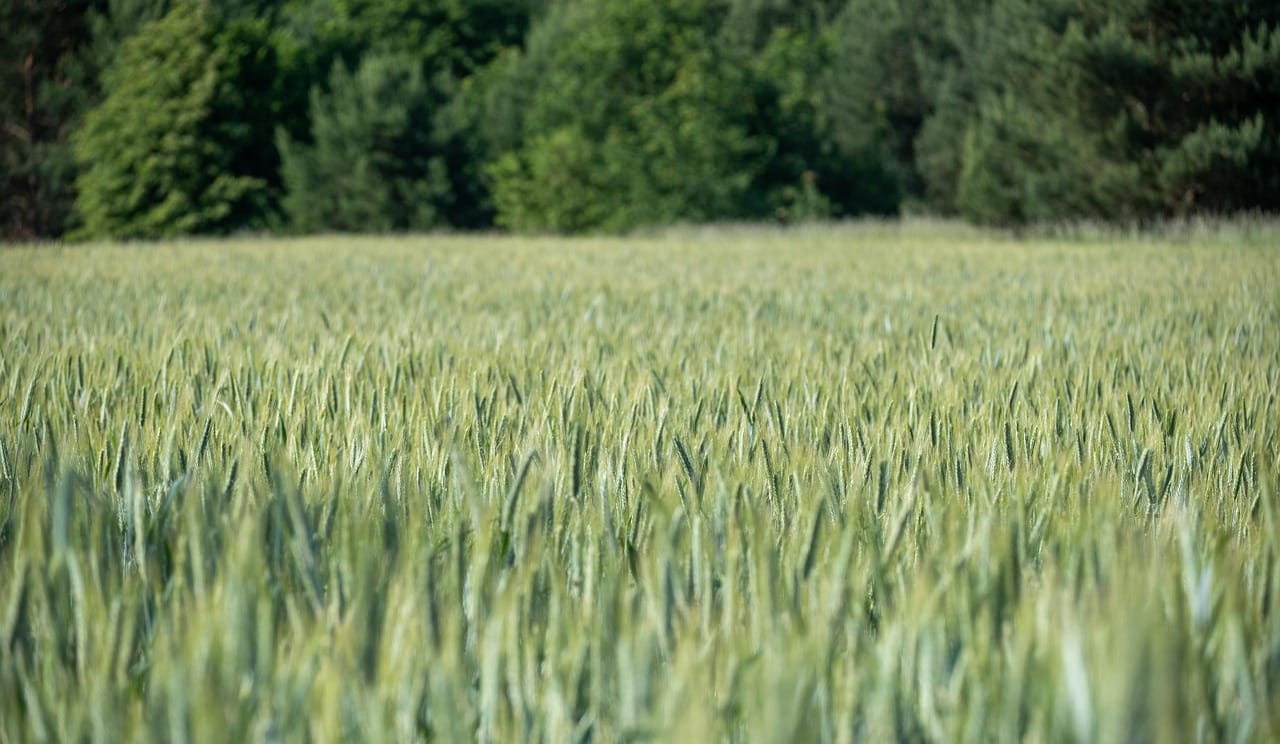 The Apple Peeling Charade: Celebrity Charity and Systemic Failure