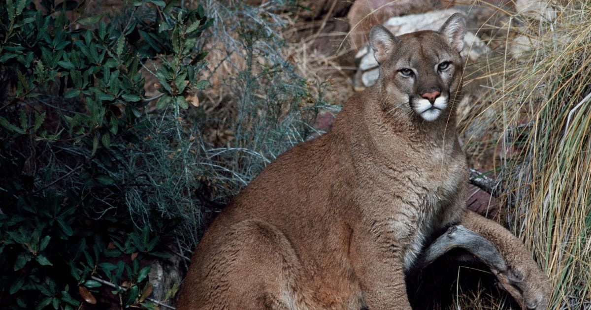 Mountain Lion Attacks Signal Escalating Predatory Conflict