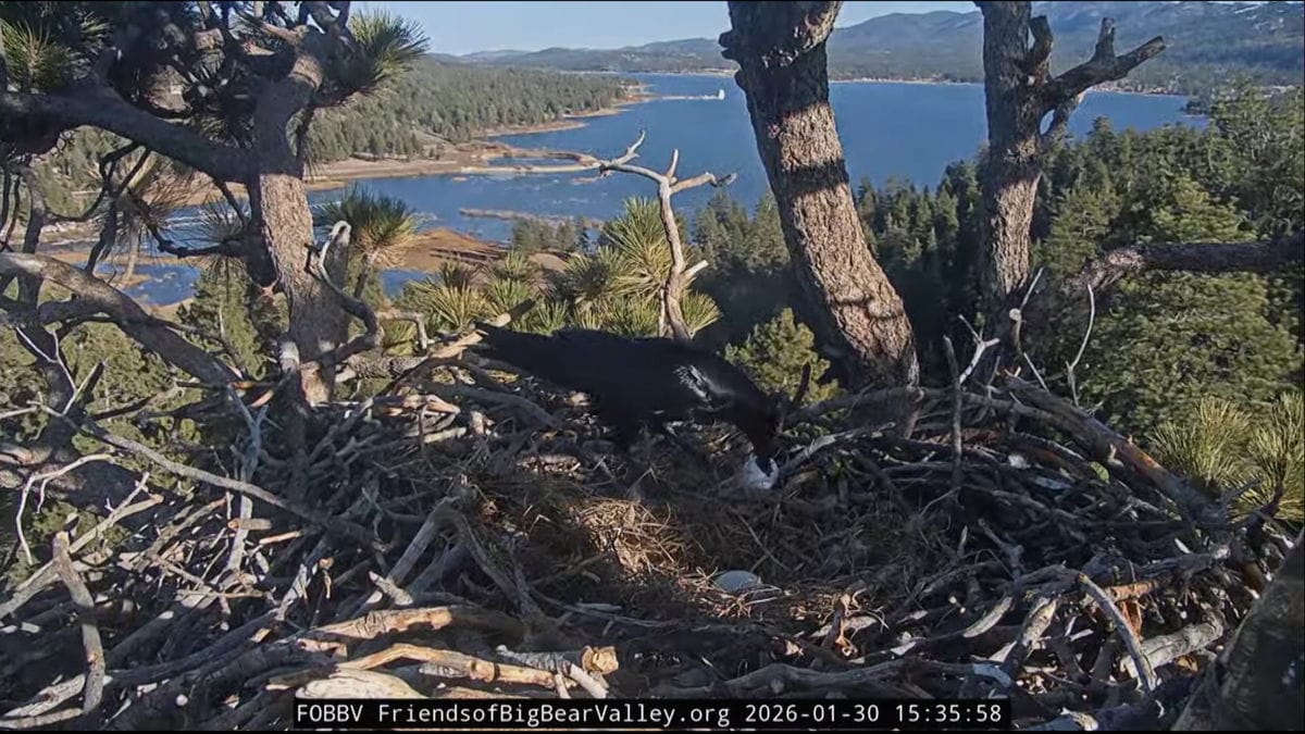 Big Bear Eagles Lose Eggs After Raven Invasion