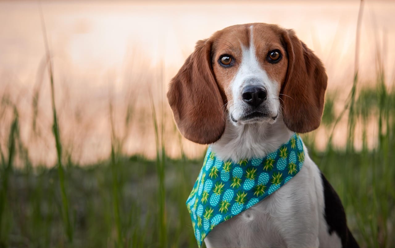 Governance Layers Underpinning Elite Canine Competitions: A Structural Analysis
