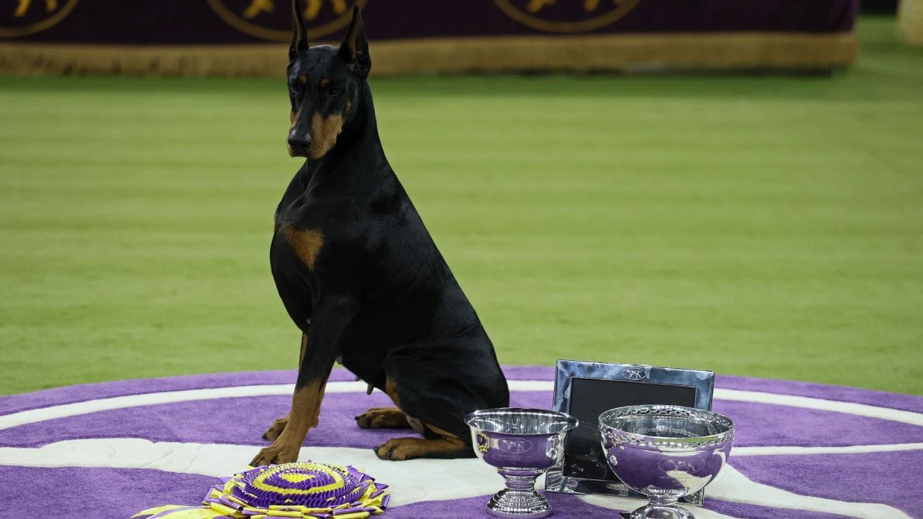 Doberman Pinscher 'Penny' Clinches Coveted Best in Show Title at Westminster Kennel Club Dog Show
