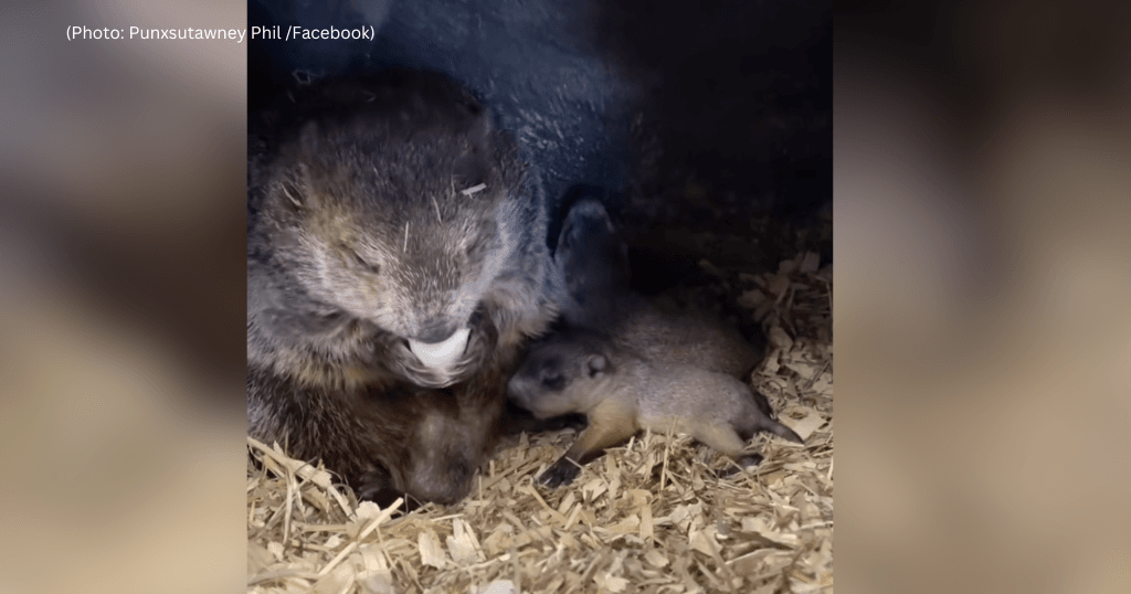 Punxsutawney Phil's Groundhog Day Prediction and Familial Status Explained